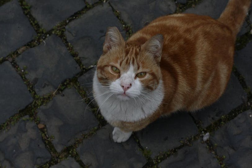 church cat