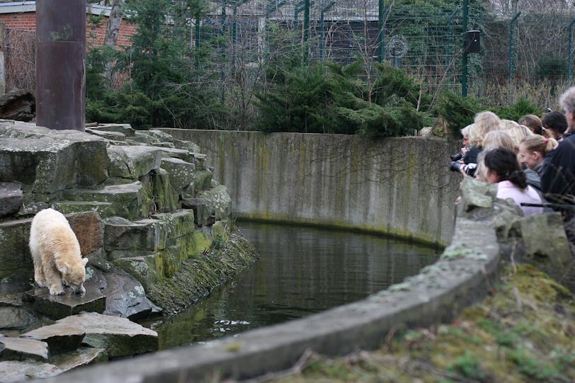 knut and his fans