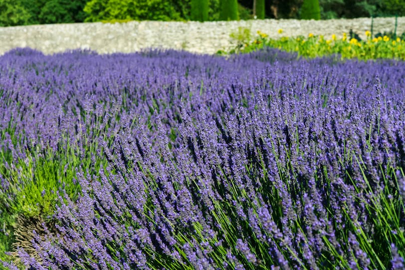 Lavender, St-Paul de Mausole, St-Rémy, France