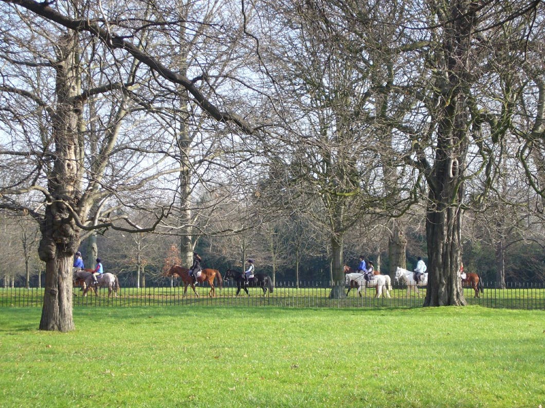 horses