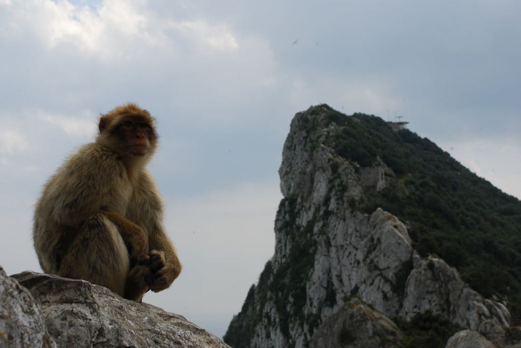 gibraltar ape