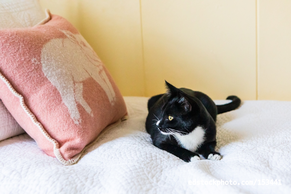 Tokeland Hotel Cat (Tokeland, WA)