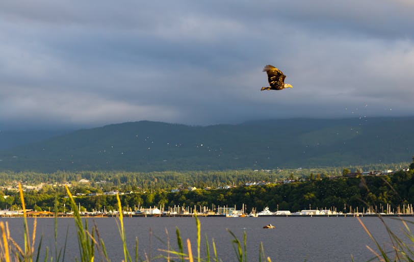 Bald Eagle