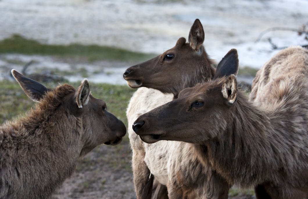 Grazing among Geysers