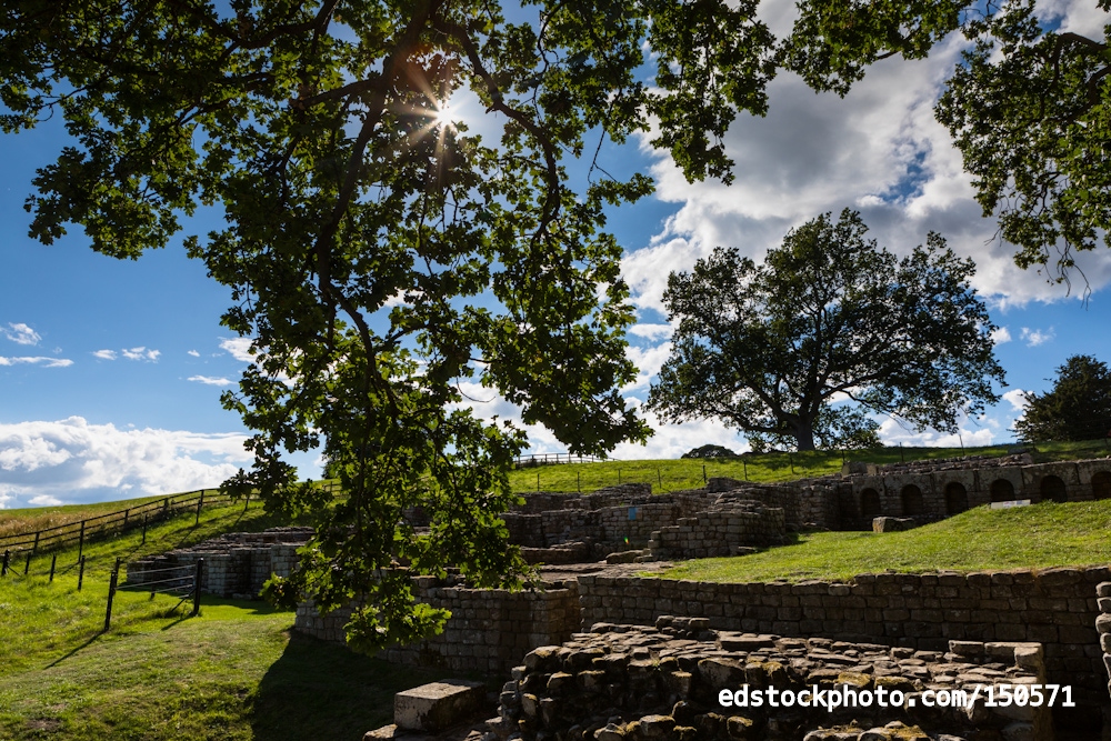 Trees at the Bath House, Chesters Roman Fort