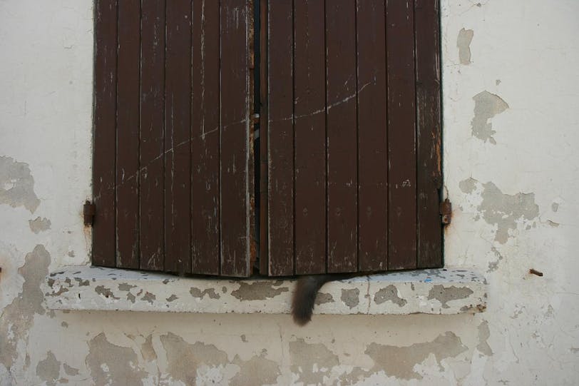 tempting cat tail