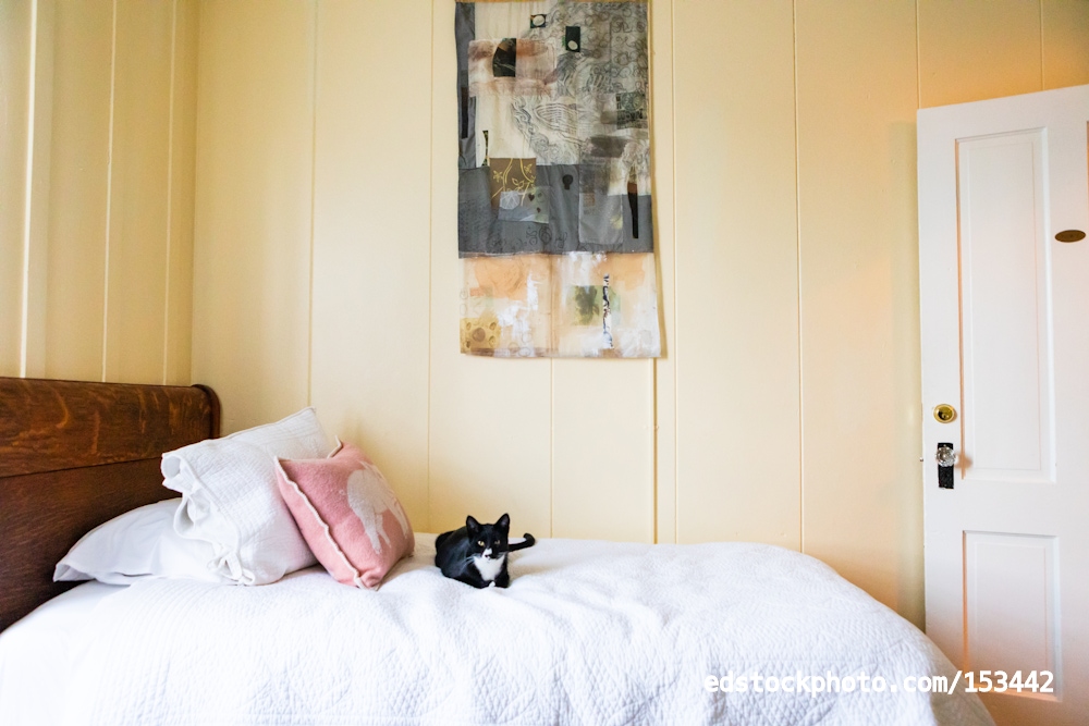Tokeland Hotel Cat (Tokeland, WA)