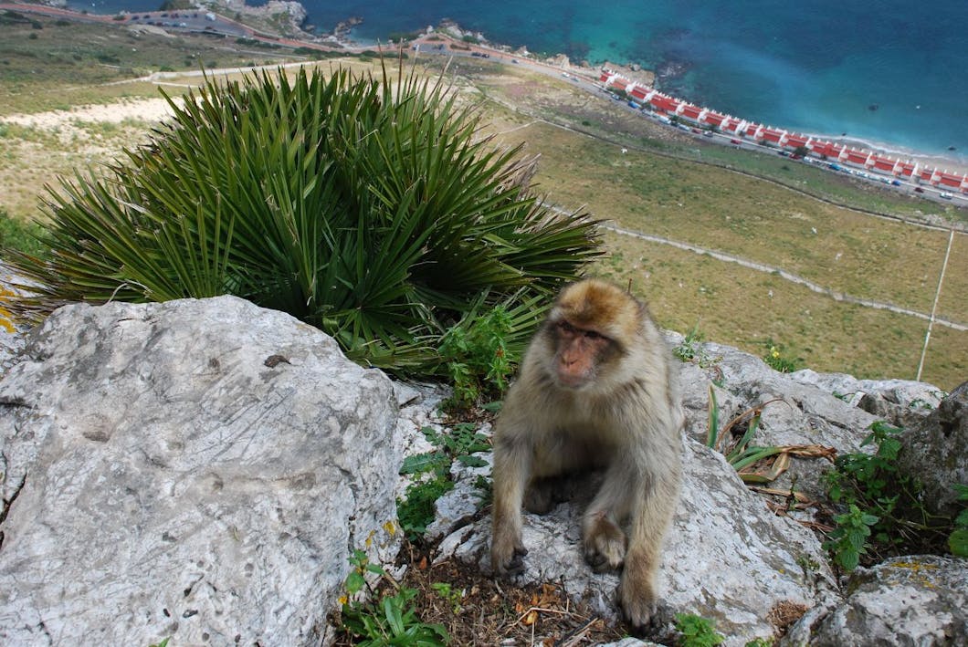 gibraltar ape