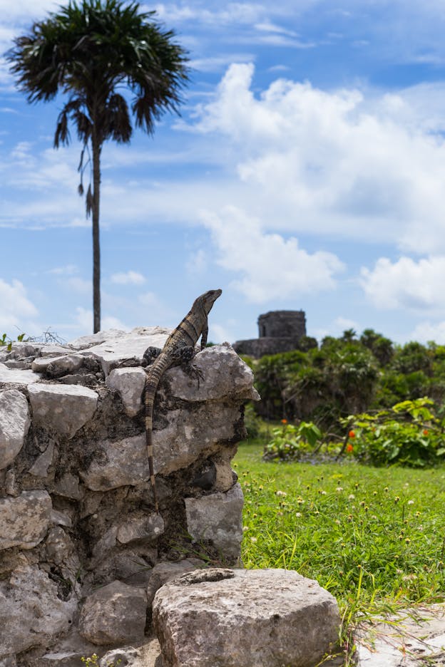 Lizard on the Ruins, Tulum, Mexico