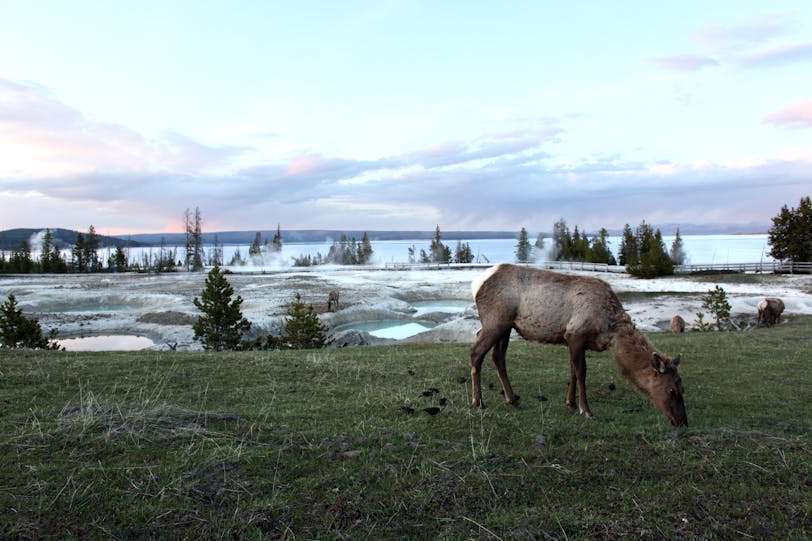 Grazing among Geysers