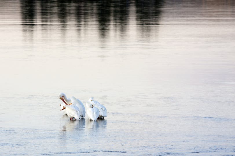 Pelicans at Sunset