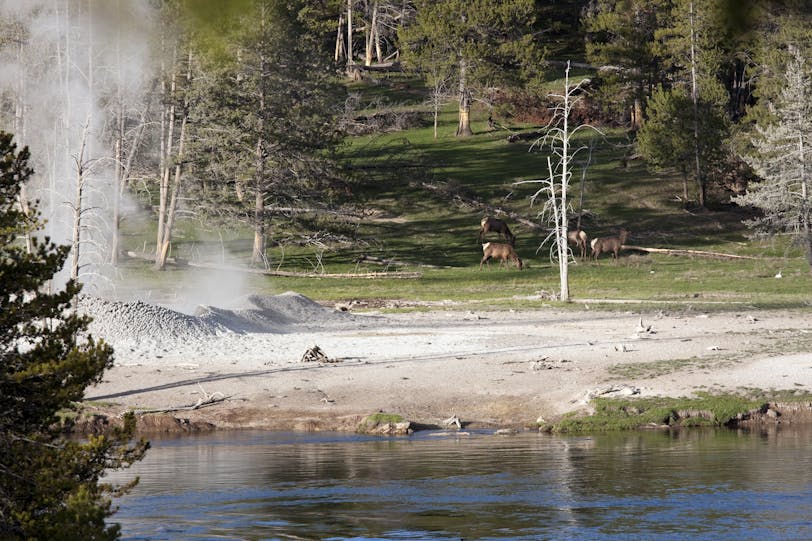 Elk by the River