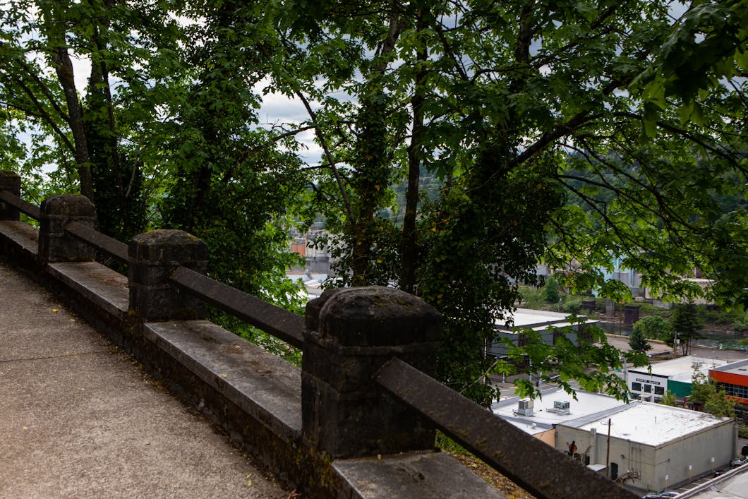 McLoughlin Promenade Trees, Oregon City, Oregon