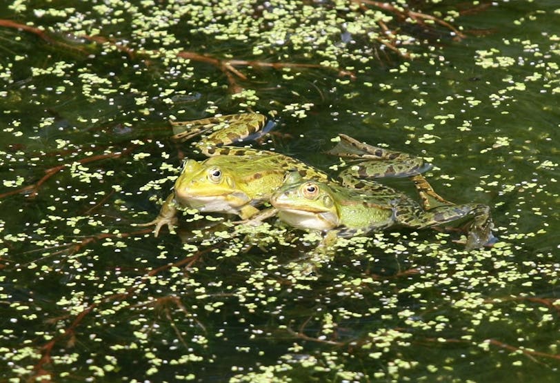 xti_1138c