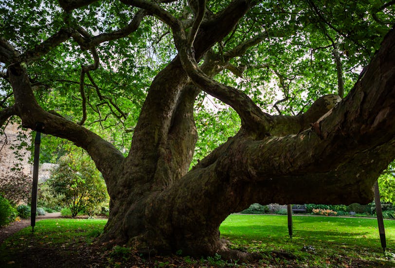 17th-century Plane Tree in Pococke Garden, Christ Church - Oxford, England