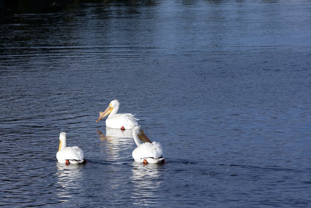 Pelicans