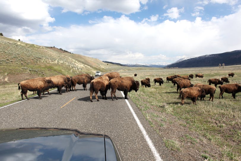 Buffalo Crossing
