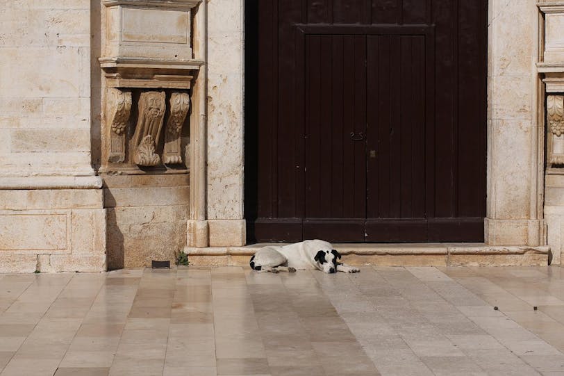 church dog