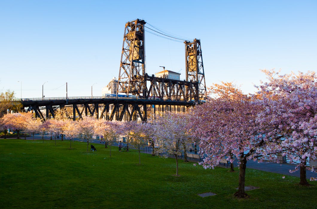 Steel Bridge with Cherry Blossoms