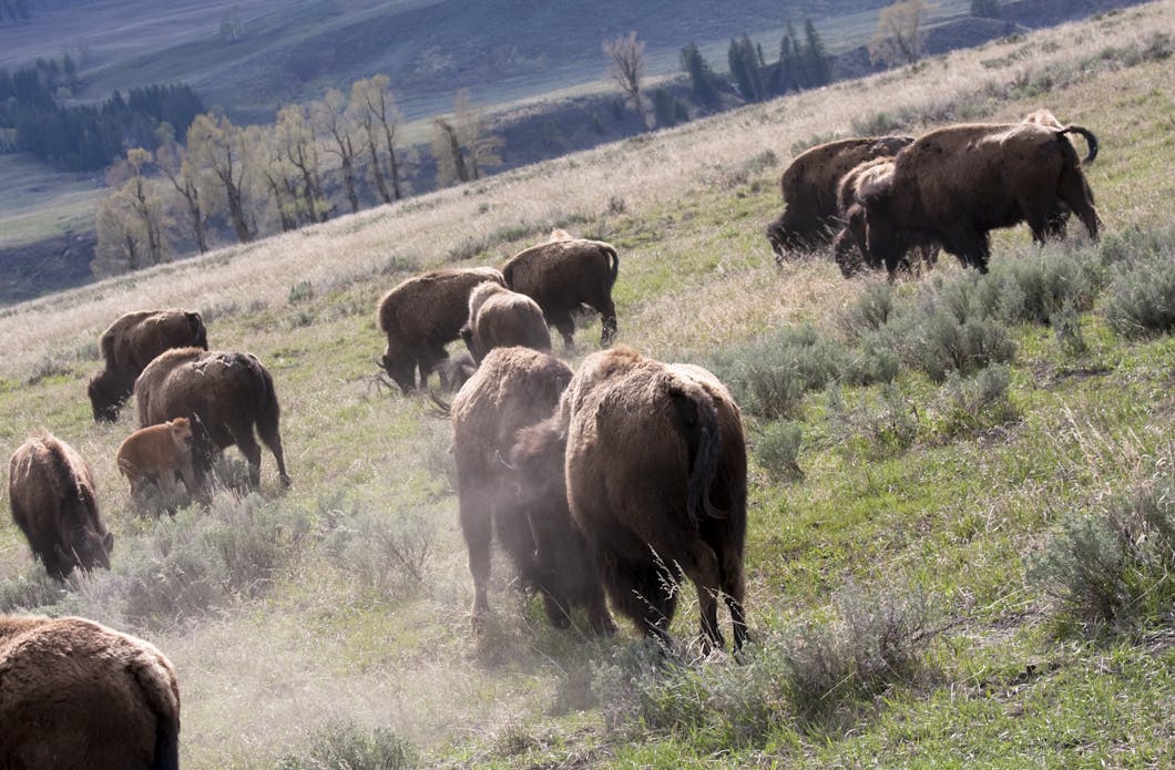 Buffalo Scuffle