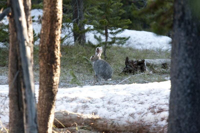 Snow Bunny