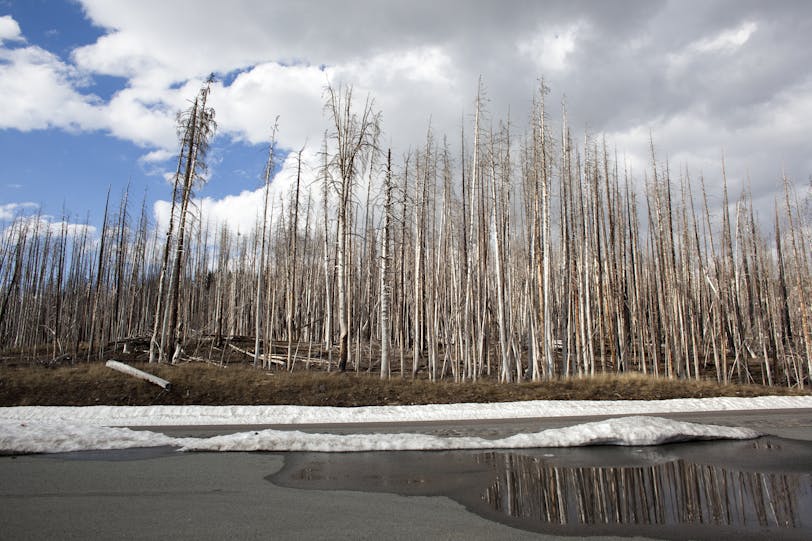 Silver Trees Reflected, Yellowstone NP, Wyoming, USA
