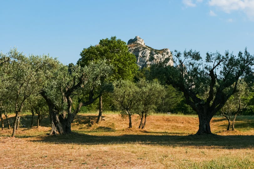 Van Gogh's Olive Trees, St-Paul de Mausole, St-Rémy, France
