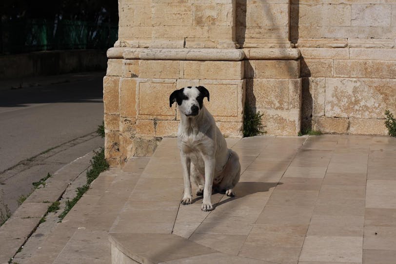 church dog