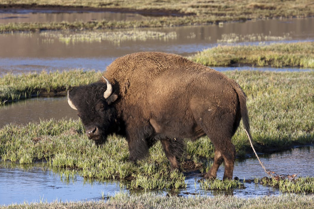 Buffalo