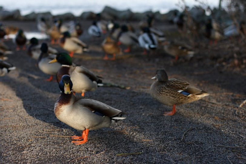 ducks