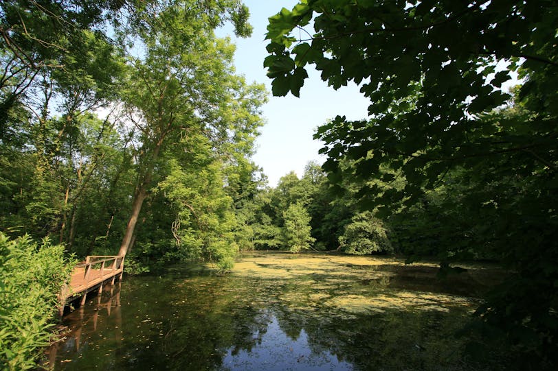 C.S. Lewis Nature Reserve: Pond