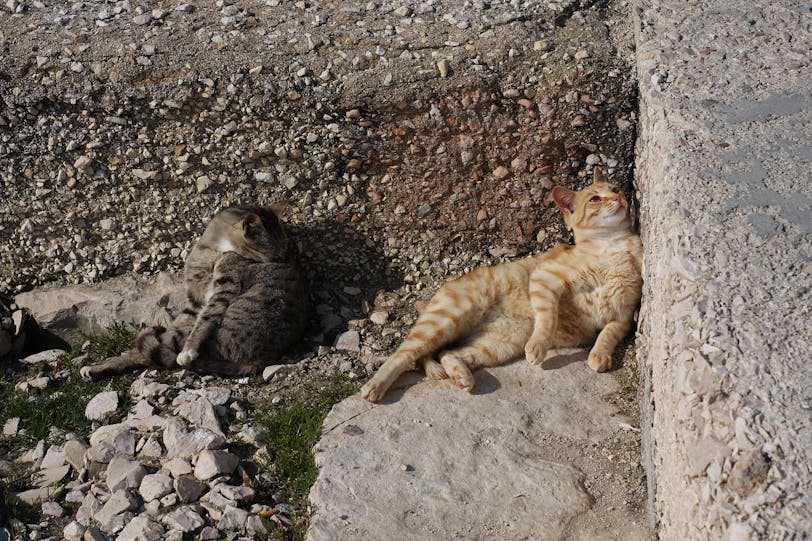 happy harbour cats