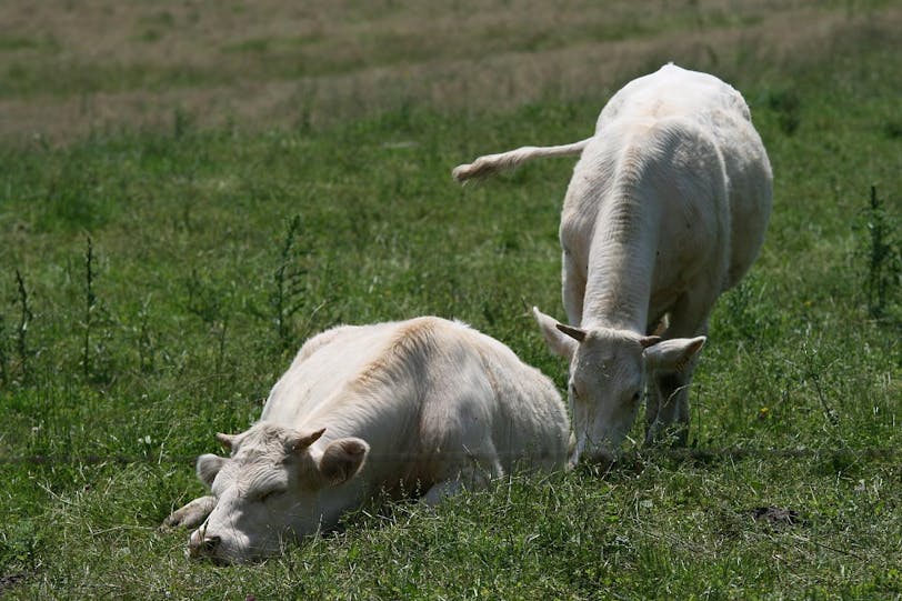 Sleepy Cow