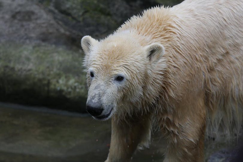 knut