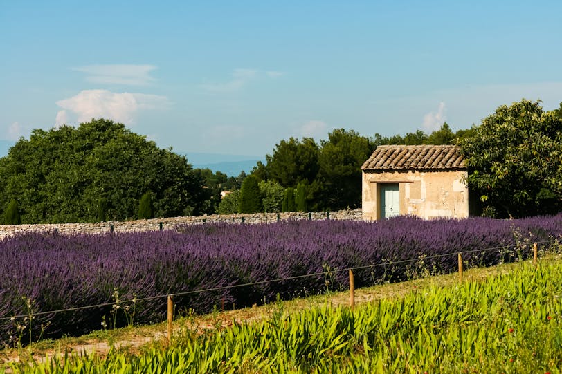 Lavender Garden, St-Paul de Mausole, St-Rémy, France