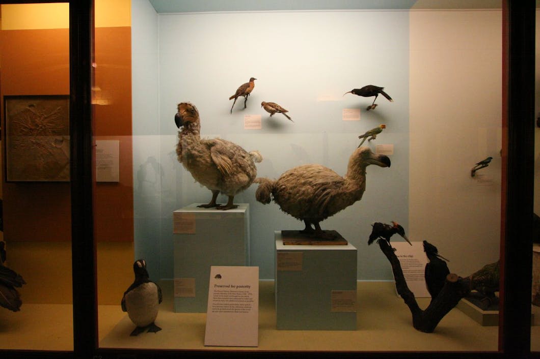 birds @ natural history museum