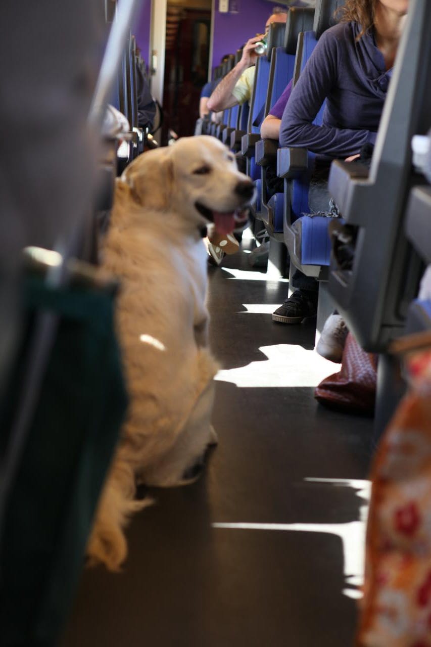 Dog on a train, Netherlands