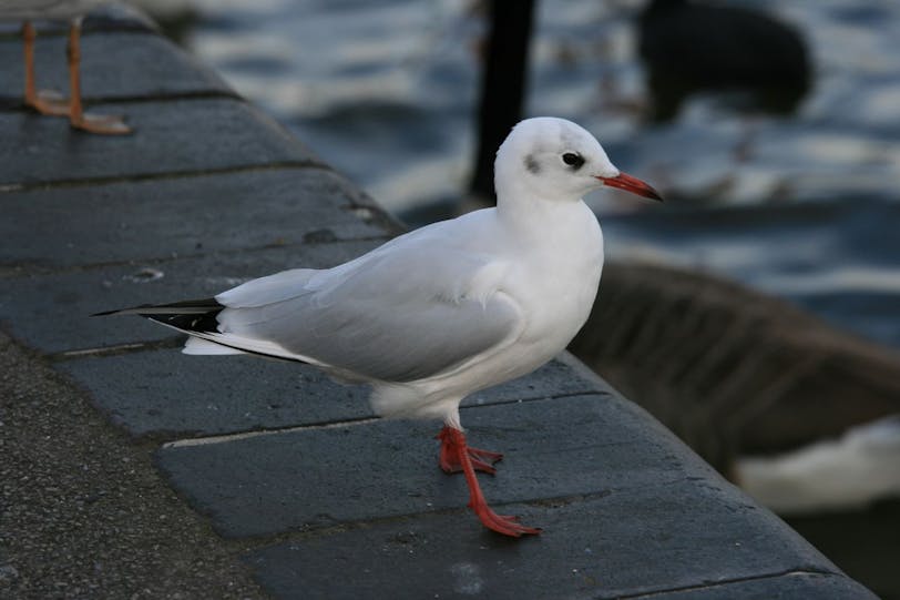 gull