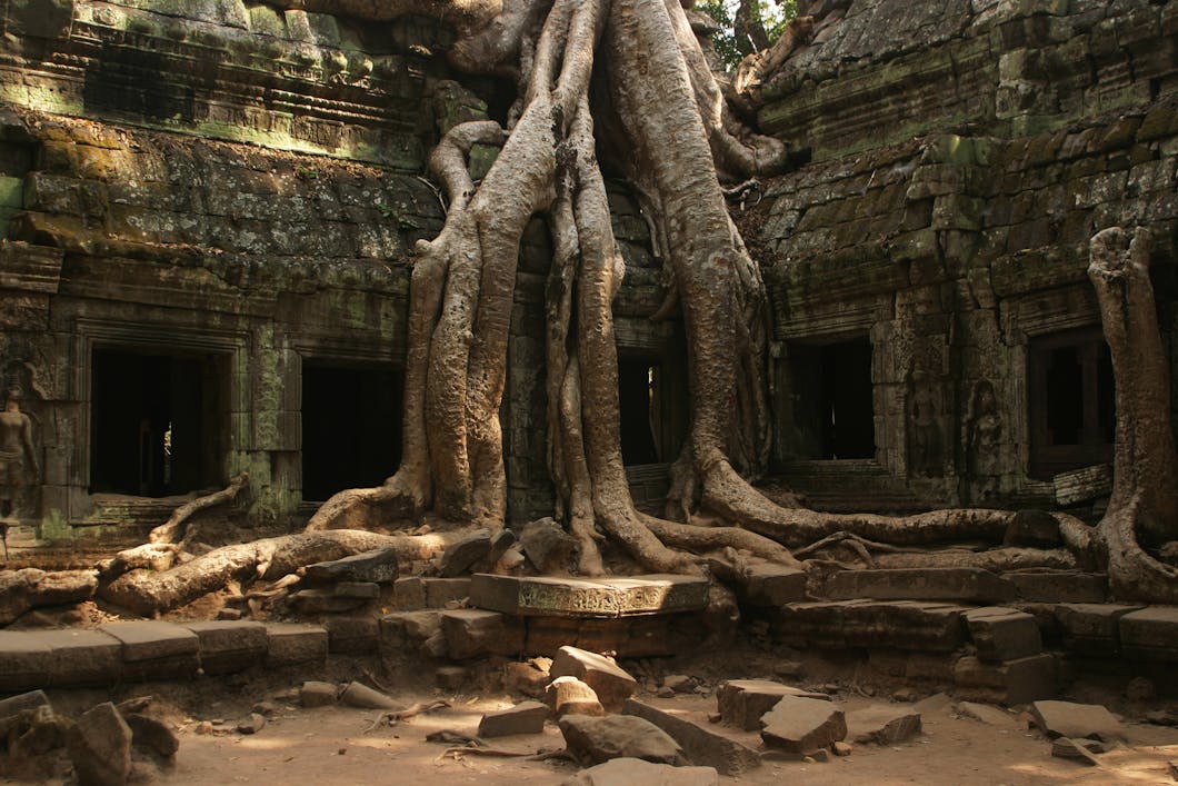Tree and Temple