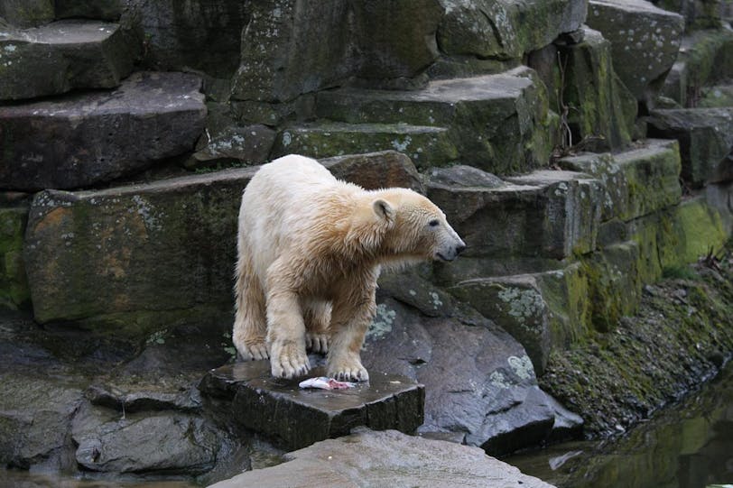 knut