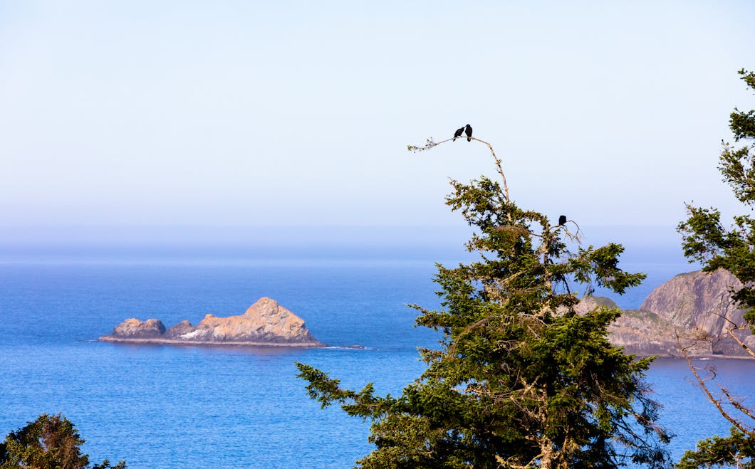 Crow Couple - Port Orford, Oregon