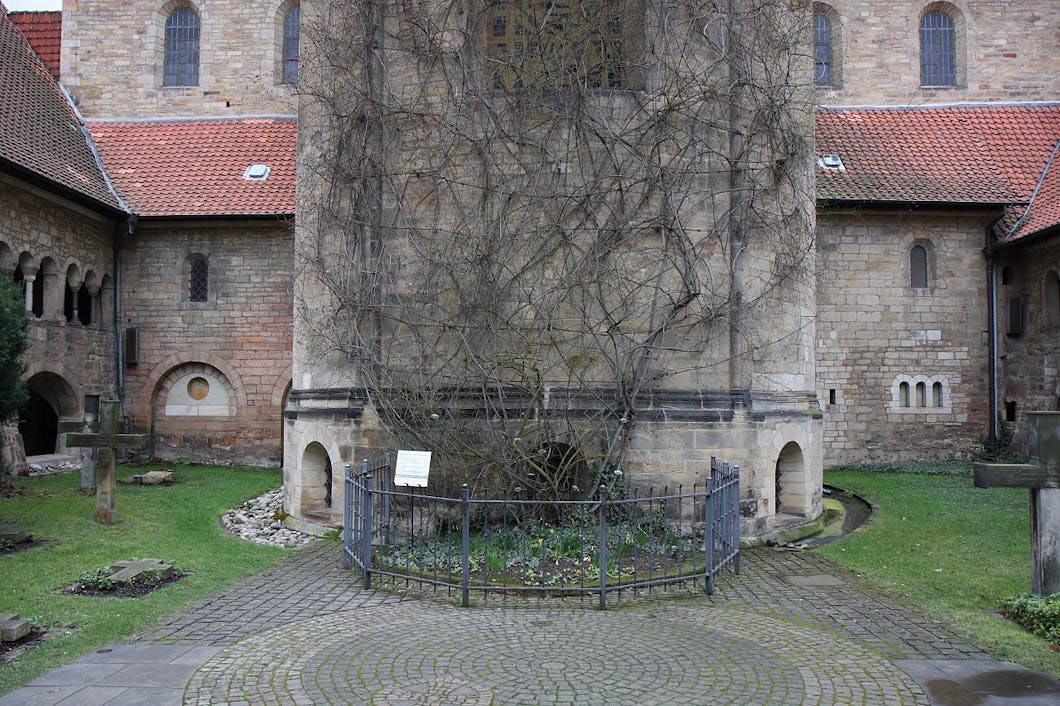 1,000-year-old rose