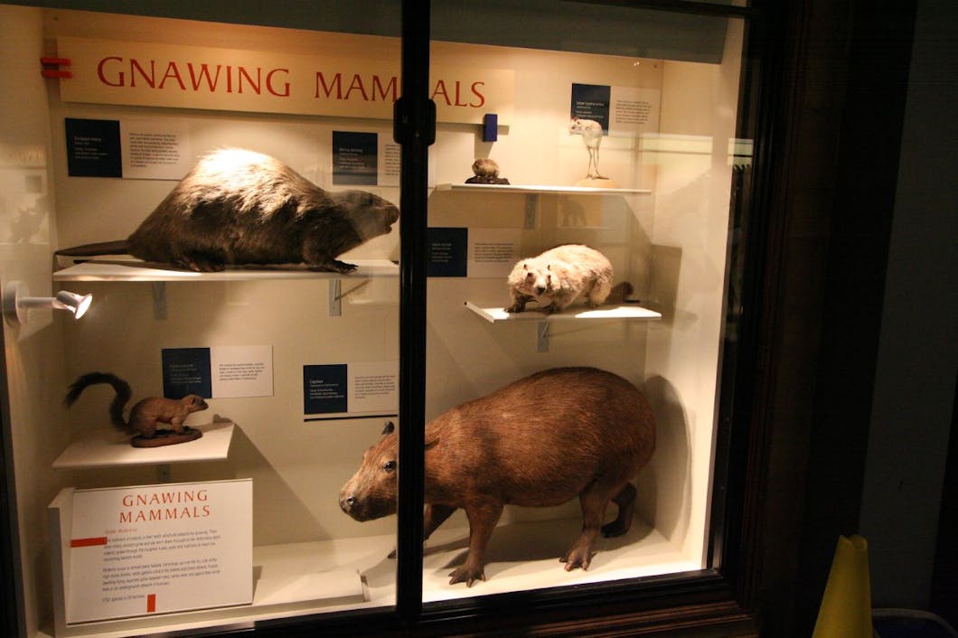 r.o.u.s.'s @ natural history museum